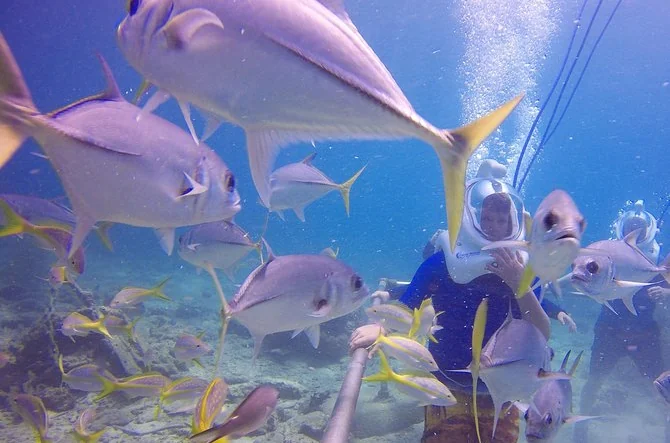 Sea Trek Helmet Dive at Coral World